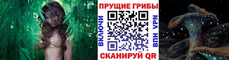 Псилоцибиновые грибы Psilocybine cubensis что такое Каргополь